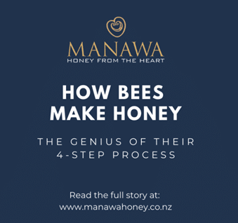 How Bees make Honey - The Genius of their 4 Step Process by Manawa Honey NZ