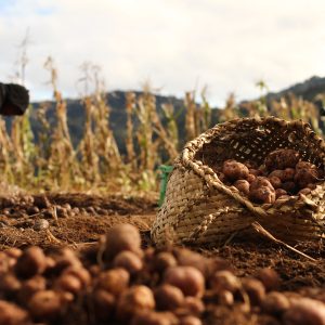 A woven kete filled with freshly harvested taewa Māori (Māori potatoes) resting on the soil at Tuawhenua, with a person harvesting in the background.
