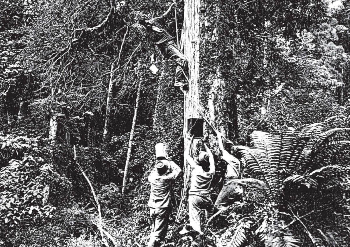 honey gathering old people ruatahuna manawa honey nz