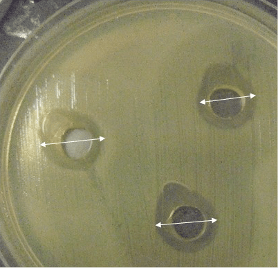 manuka honey antibacterial test