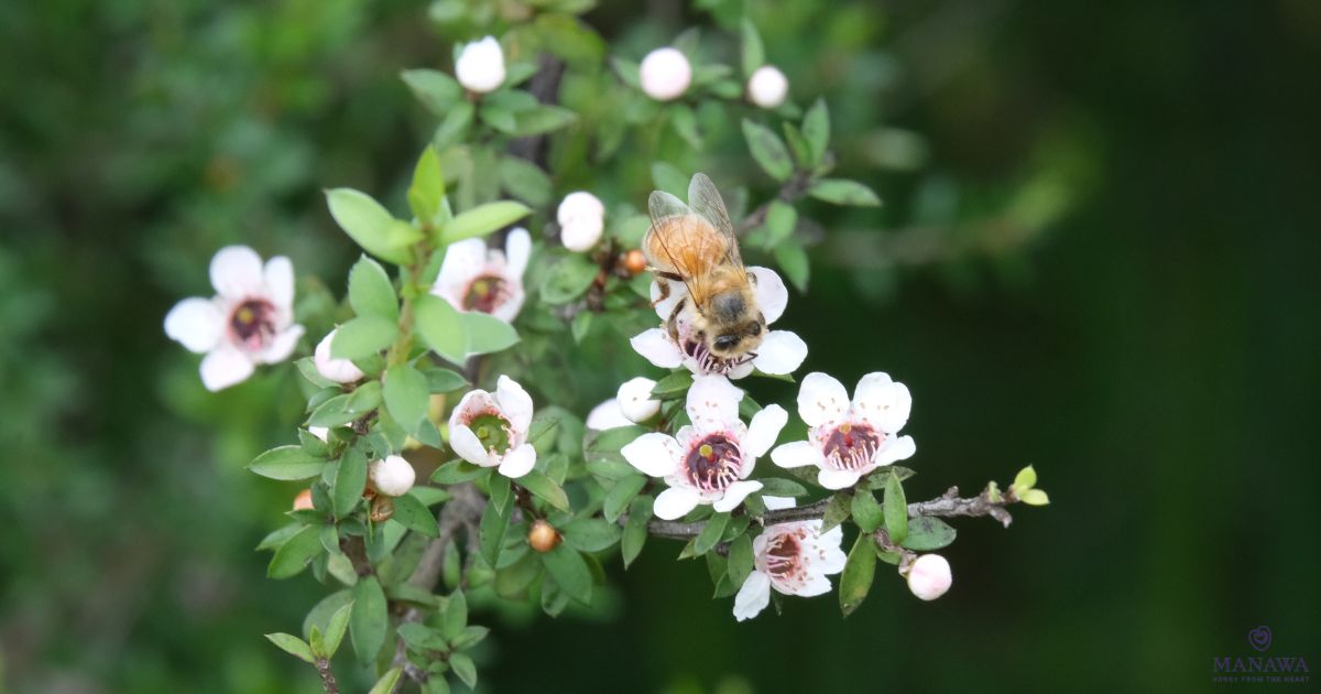 Manuka Honey Bee in Manuka Flower collecting Nectar for Making on Manuka Honey for Manawa Honey NZ