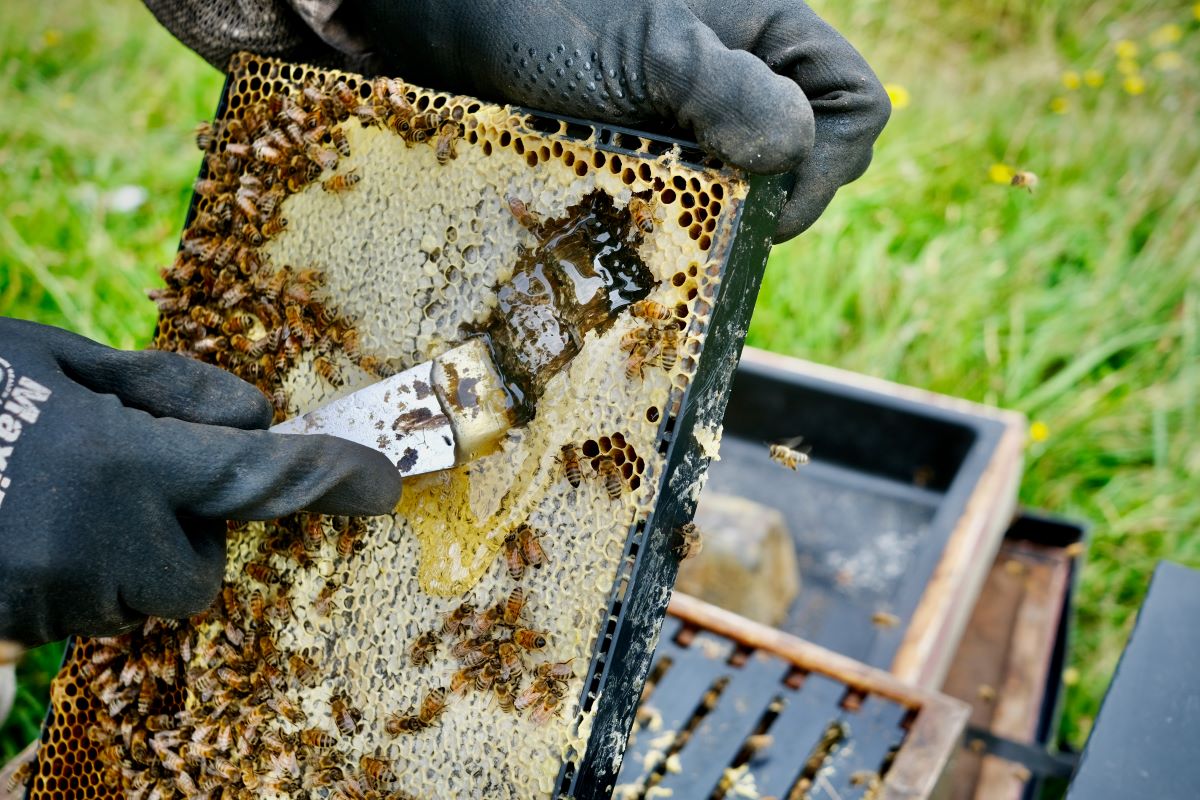 Manuka Honey as Comb Honey in Hive of Manawa Honey NZ
