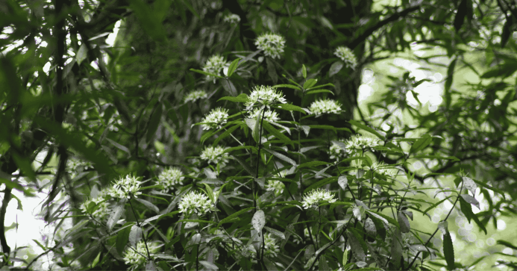 Tawari tree in full bloom within Te Urewera, pollinated by Manawa Honey NZ bees. Manawa Honey NZ's tasty Tawari honey comes from bees pollinating Tawari trees in Te Urewera.