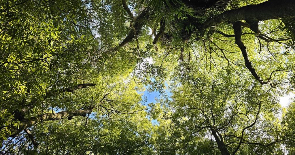 Lush Canopy of Native New Zealand Tāwari Trees Looking up from the forest floor at the vibrant green canopy of native New Zealand Tāwari trees, the source of pure Tāwari honey, with blue sky peeking through the leaves.