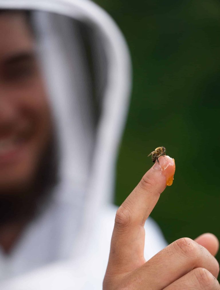 Beekeeper in protective veil holding finger with fresh honey while a honeybee feeds, showing sustainable beekeeping practices and human-bee interaction.