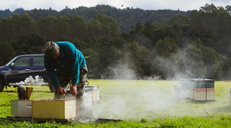 Beekeeper in teal jacket using a bee smoker to calm honeybees while inspecting beehives in a grassy field with forested hills and a blue truck in the background.